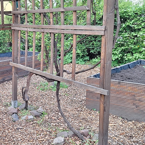  Zwei große Hochbeete aus Holz sind mit frischer Erde befüllt und bereit für die Bepflanzung.